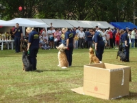 Pannon Keres s Mentkutys csapat bemutatja